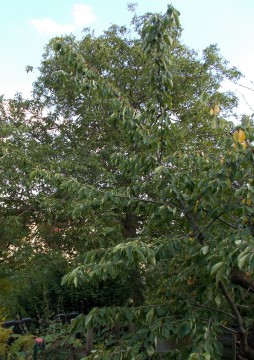 Bei diesem Baum ist der Hochentaster eine gute Hilfe Hoher Baum zum beschneiden mit dem Hochentaster