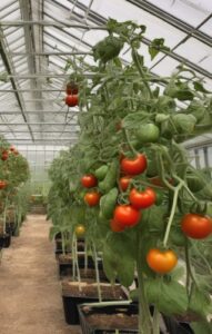 Gewächshaus Tomaten